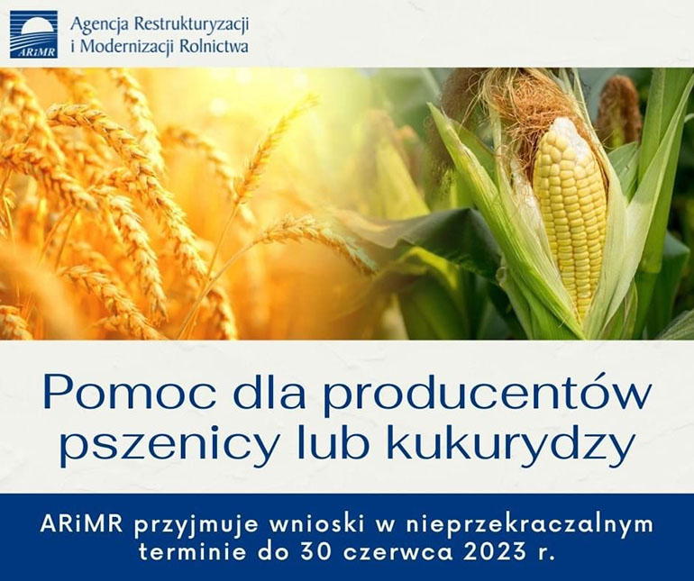 pomoc dla producentw pszenicy lub kukurydzy