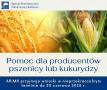 pomoc dla producentw pszenicy lub kukurydzy
