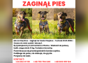 grafika pies 