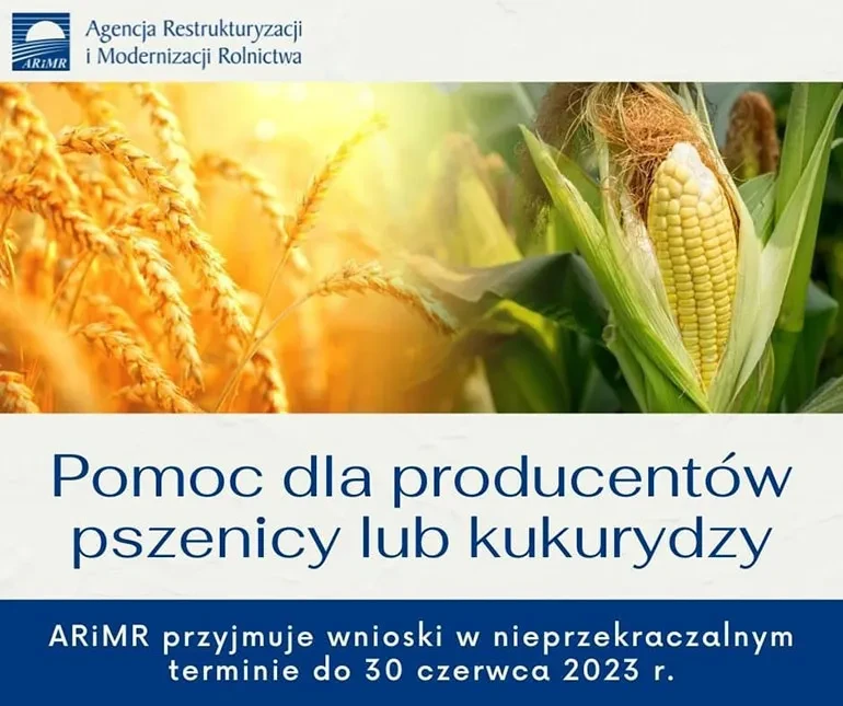 pomoc dla producentw pszenicy lub kukurydzy