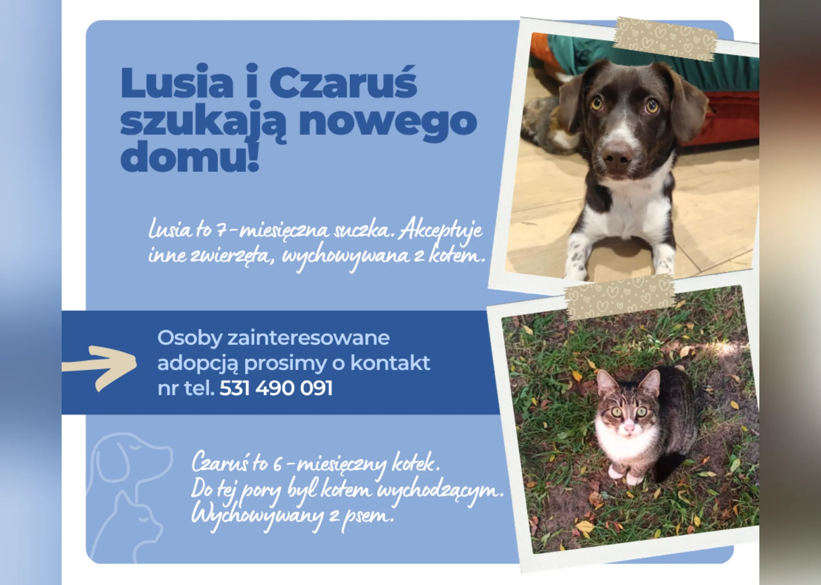 piesek i kotek do adopcji